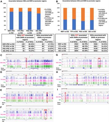 Source cell-type epigenetic memory persists in induced pluripotent cells but is lost in subsequently derived germline cells